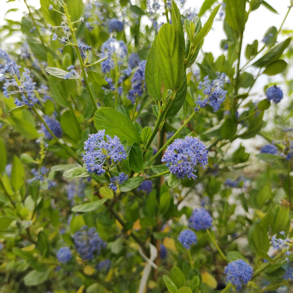 Säckelblume Skylark - Ceanothus