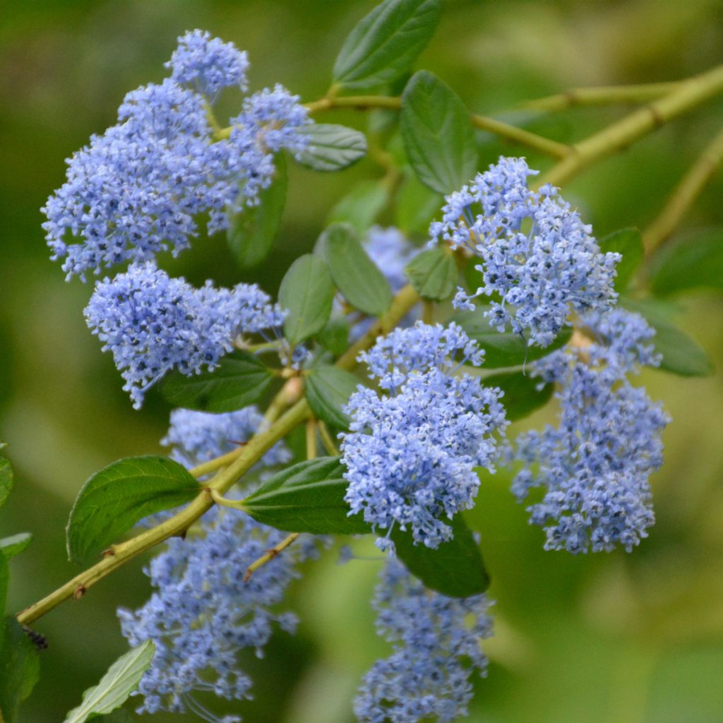 Säckelblume Spring Party - Ceanothus impressus