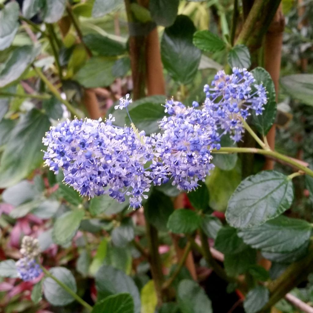 Säckelblume Trewithen Blue - Ceanothus arboreus