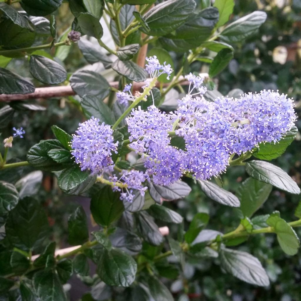Säckelblume Yankee Point - Ceanothus griseus var. horizontalis