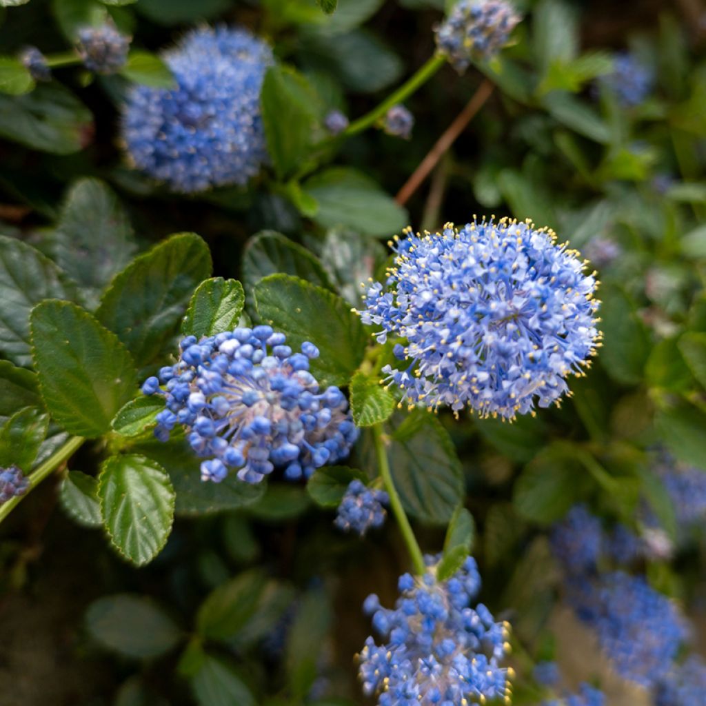 Säckelblume Yankee Point - Ceanothus griseus var. horizontalis