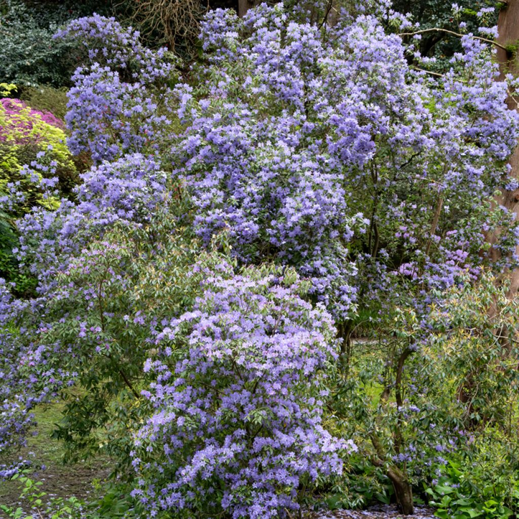 Säckelblume Puget Blue - Ceanothus impressus