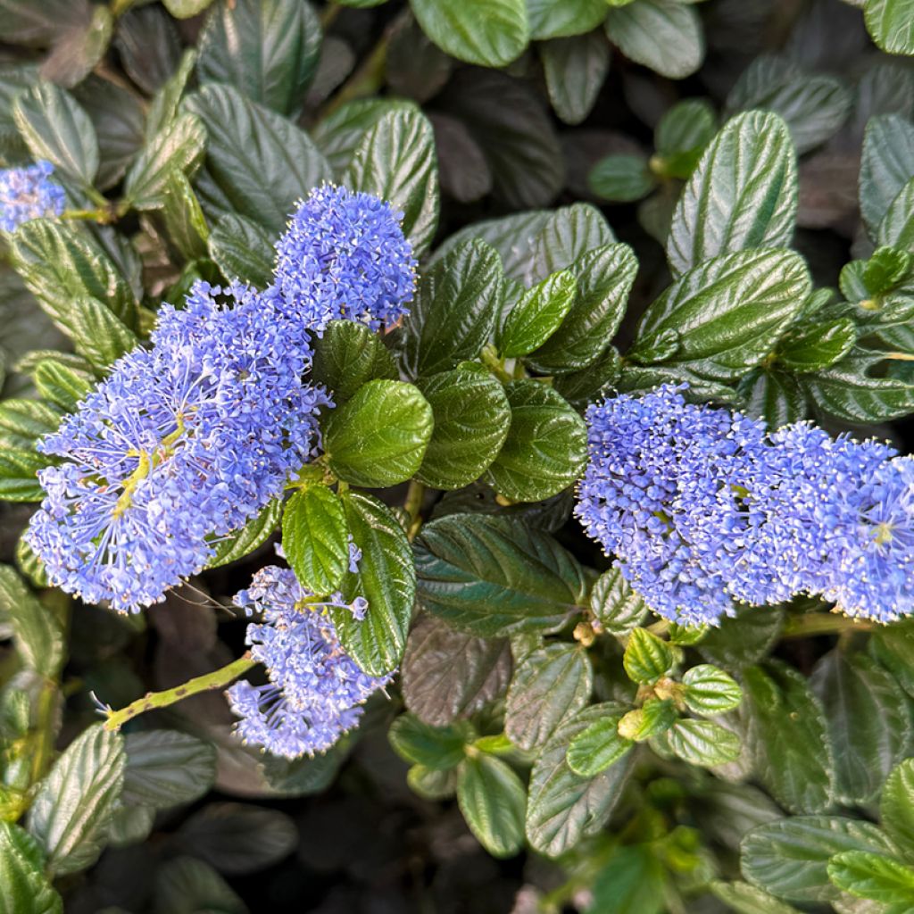 Säckelblume Victoria - Ceanothus impressus