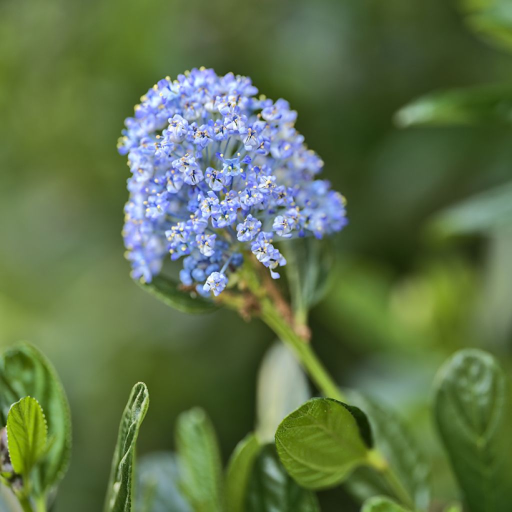 Säckelblume Victoria - Ceanothus impressus