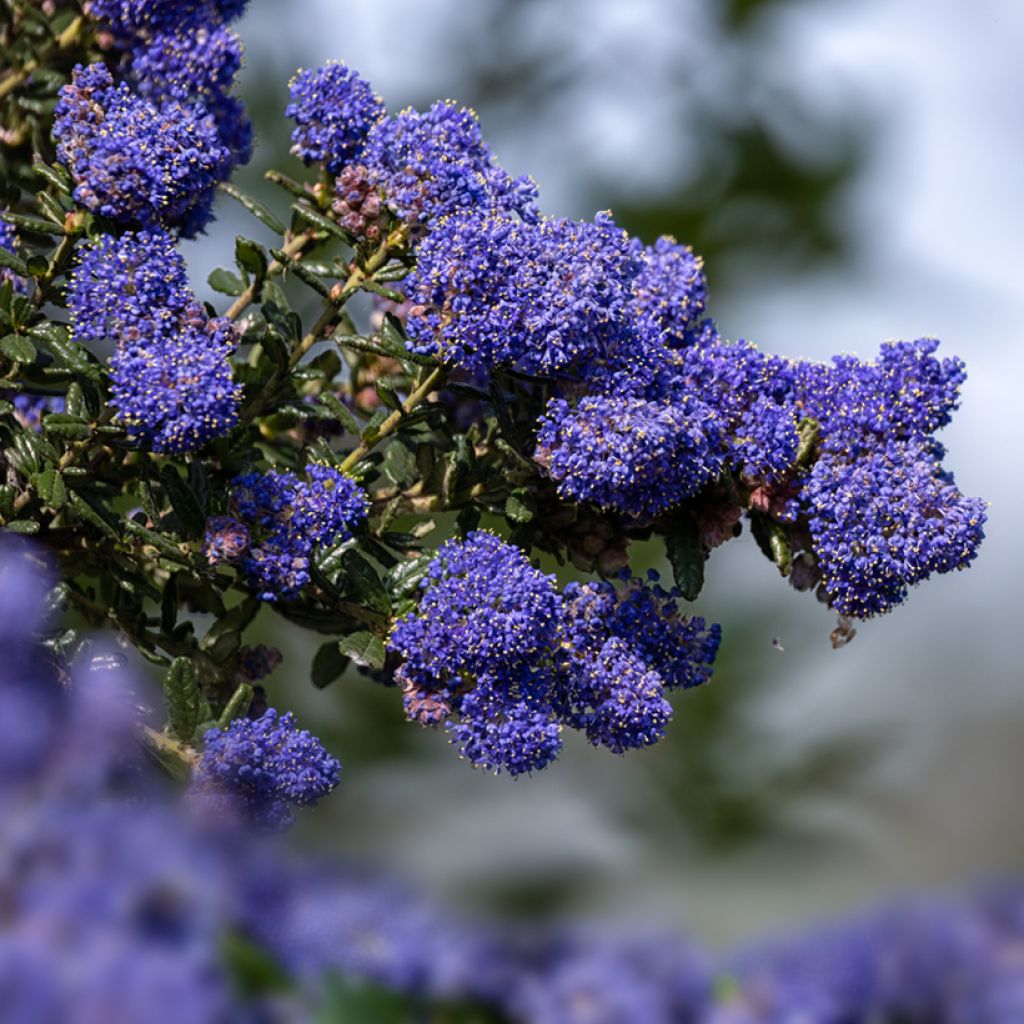 Säckelblume Dark Star - Ceanothus impressus