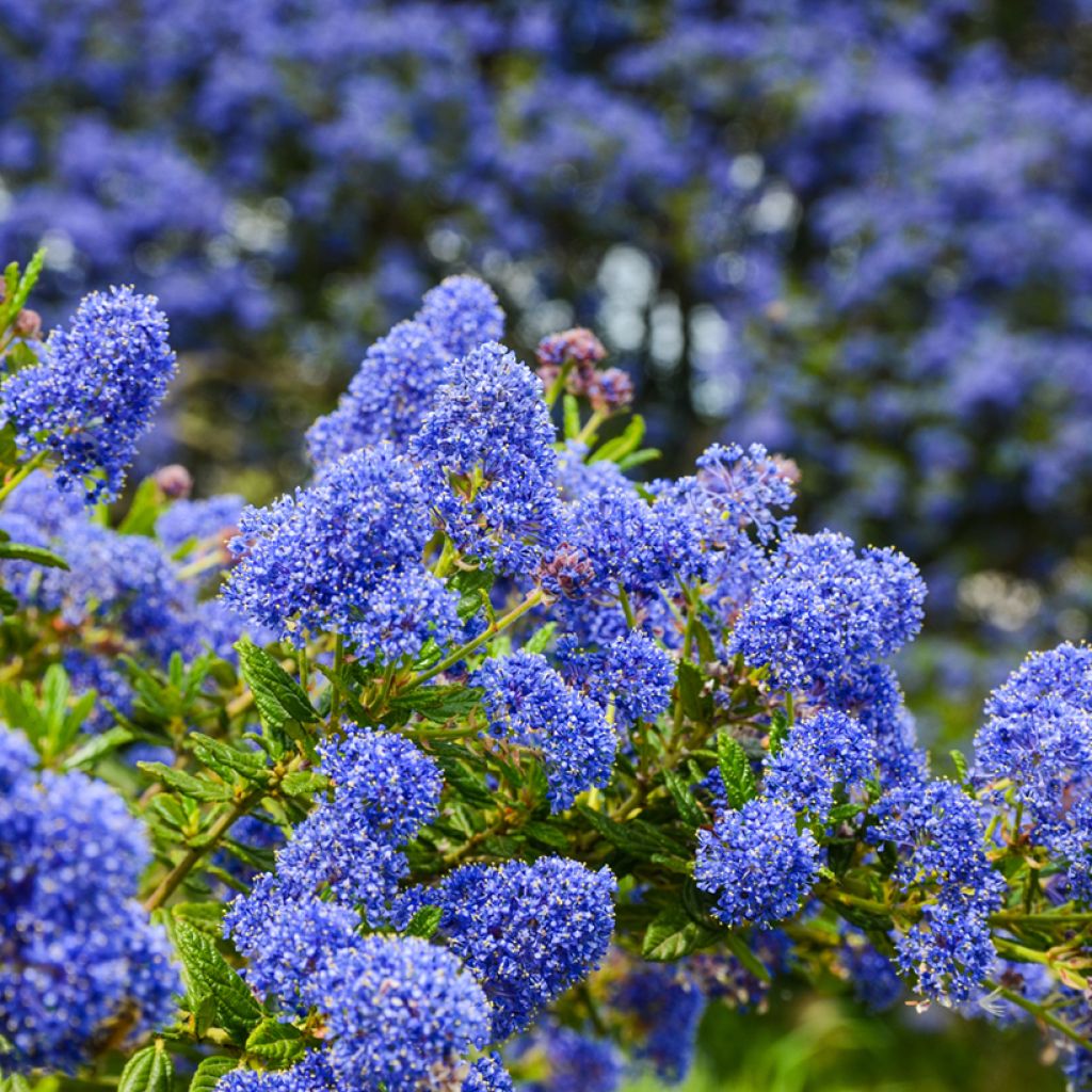 Säckelblume Dark Star - Ceanothus impressus