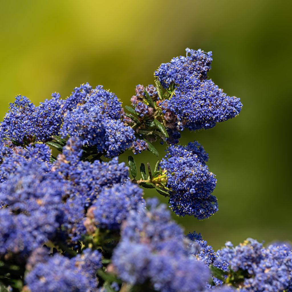Säckelblume Dark Star - Ceanothus impressus