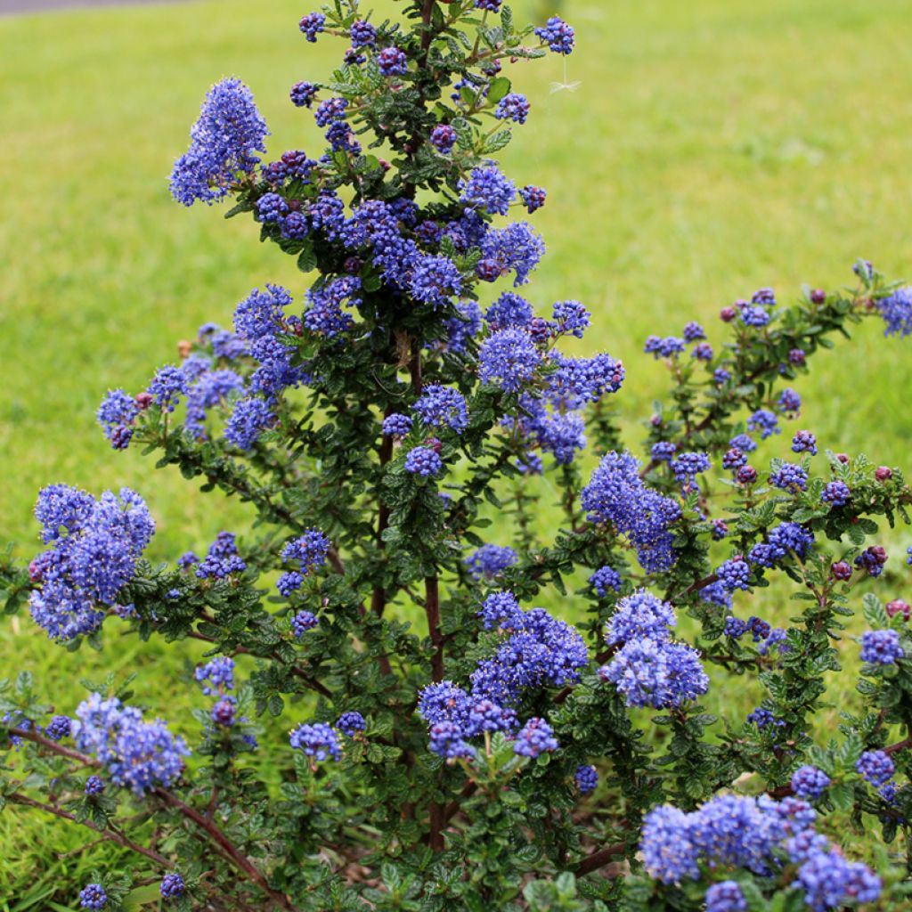 Säckelblume Dark Star - Ceanothus impressus