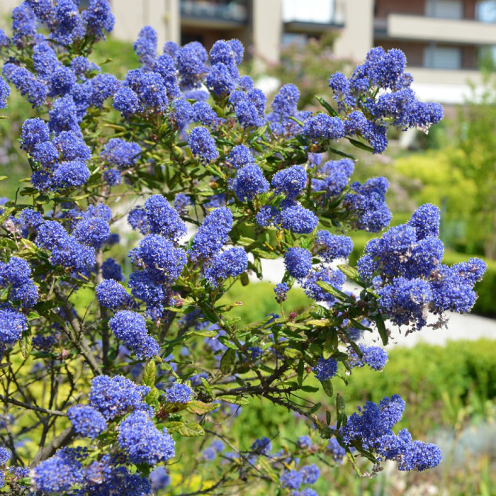 Säckelblume Concha - Ceanothus arboreus