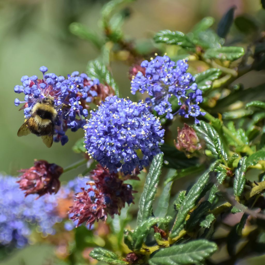 Säckelblume Concha - Ceanothus arboreus