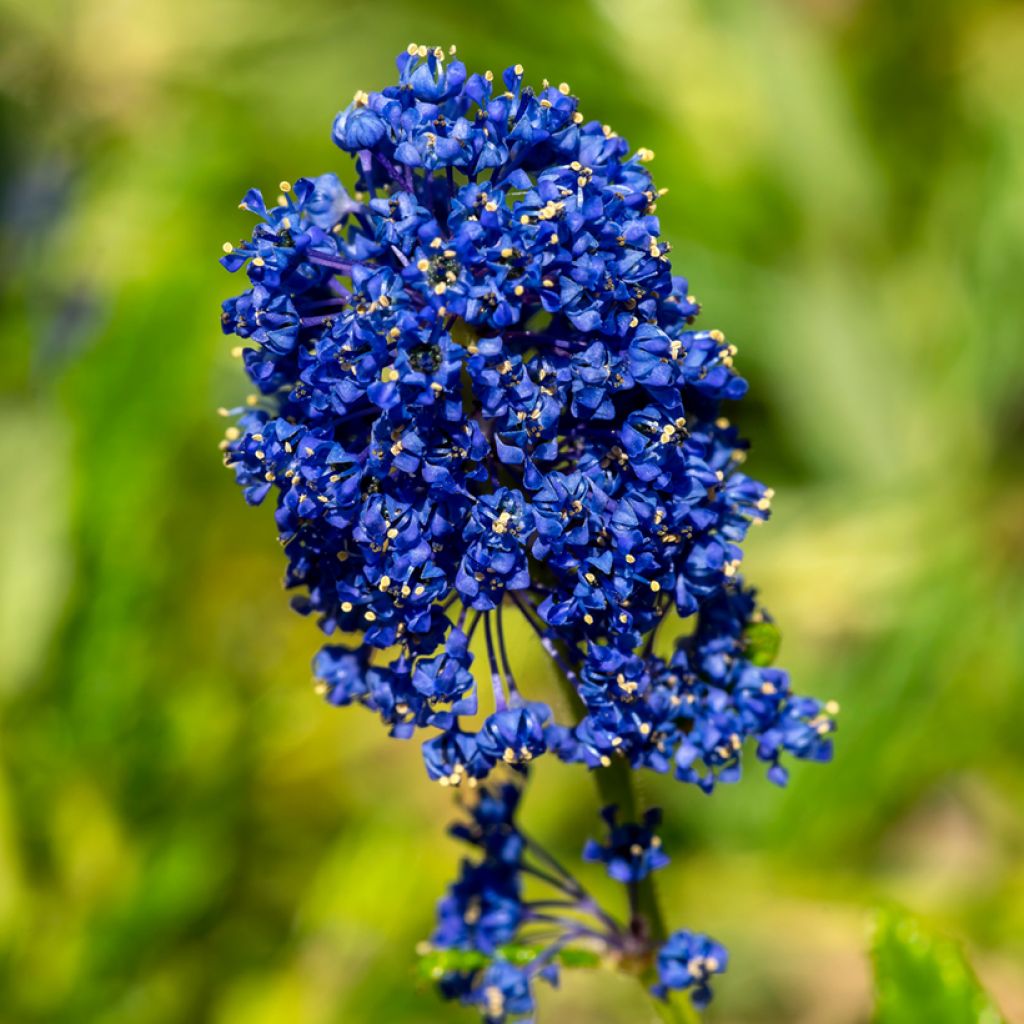 Säckelblume Concha - Ceanothus arboreus