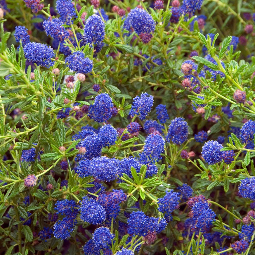 Säckelblume Concha - Ceanothus arboreus