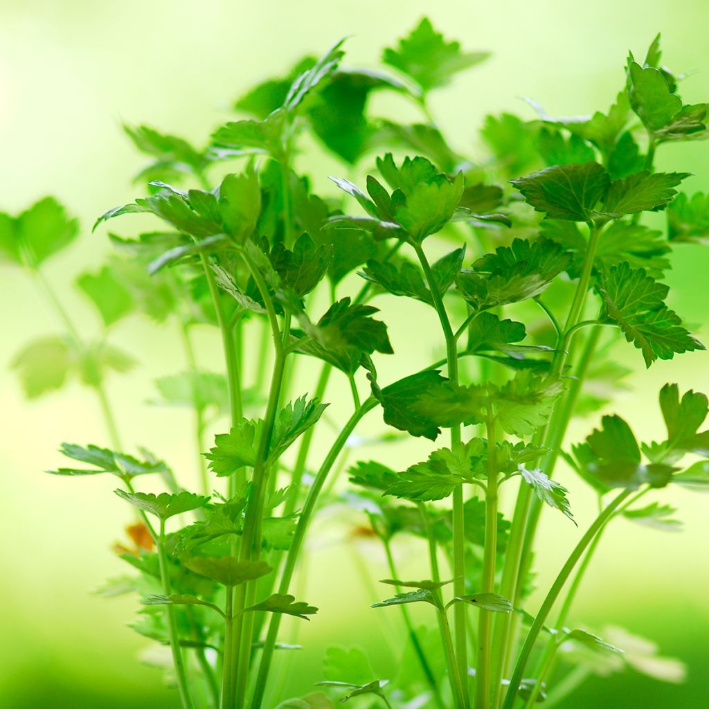 Echter Sellerie Tango F1 Hybrid