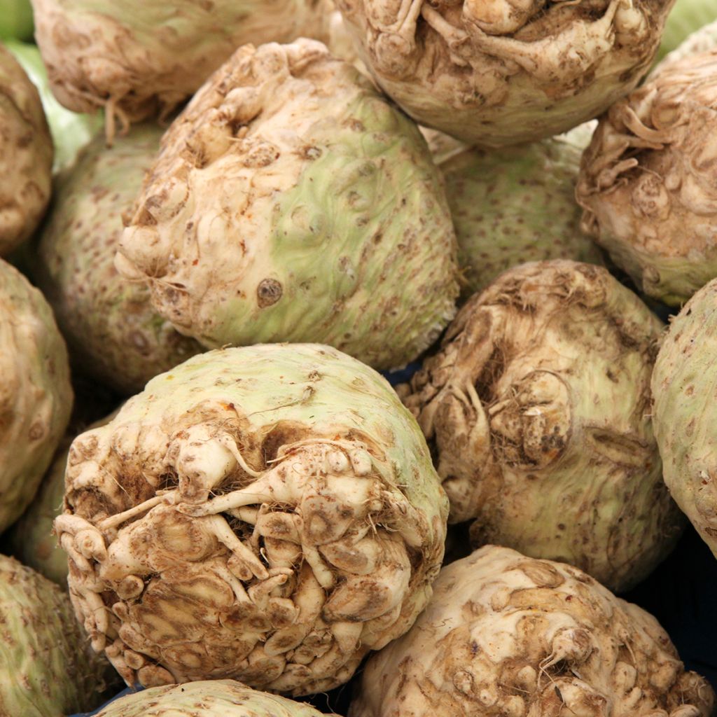 Knollensellerie Monarch