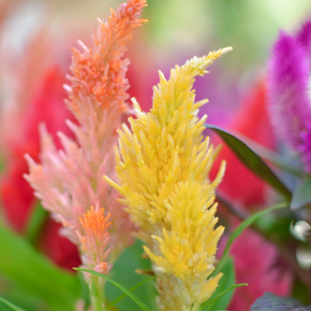 Celosia spicata Kelos Fire Yellow - Brandschopf