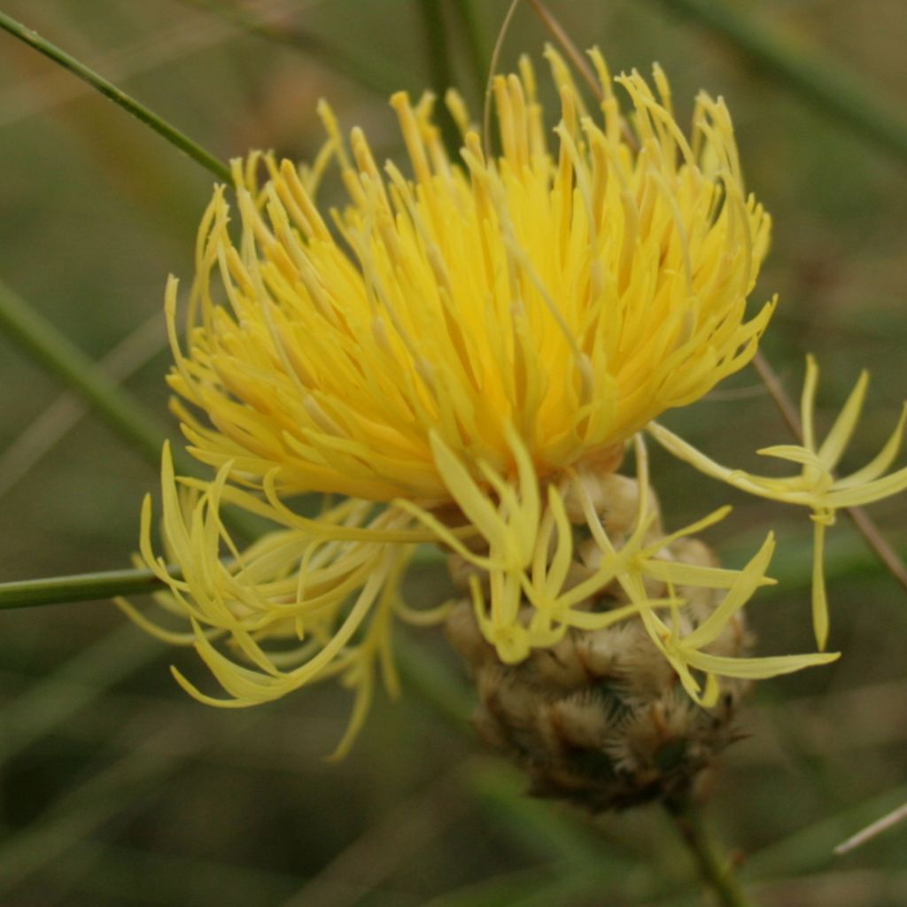 Centaurea orientalis - Orientalische Flockenblume