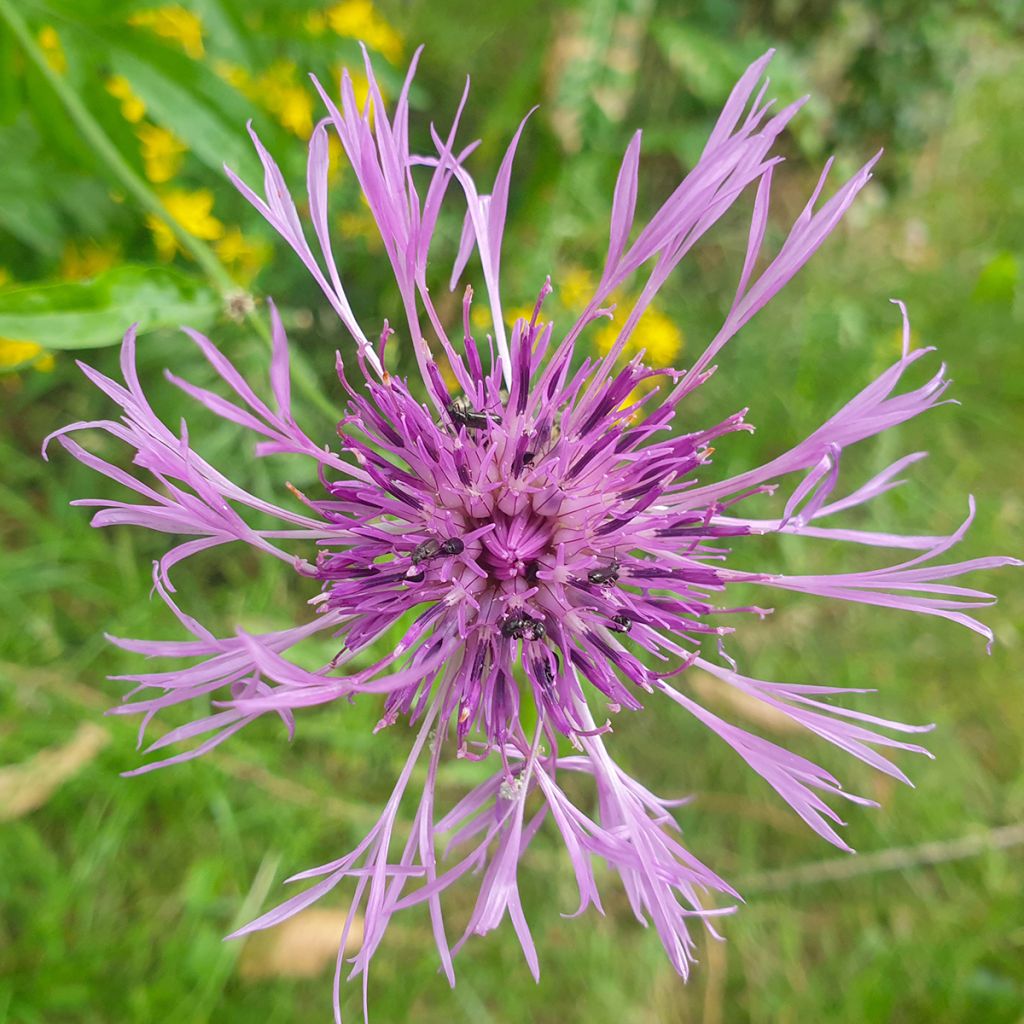 Centaurea scabiosa (Samen) - Skabiosen-Flockenblume