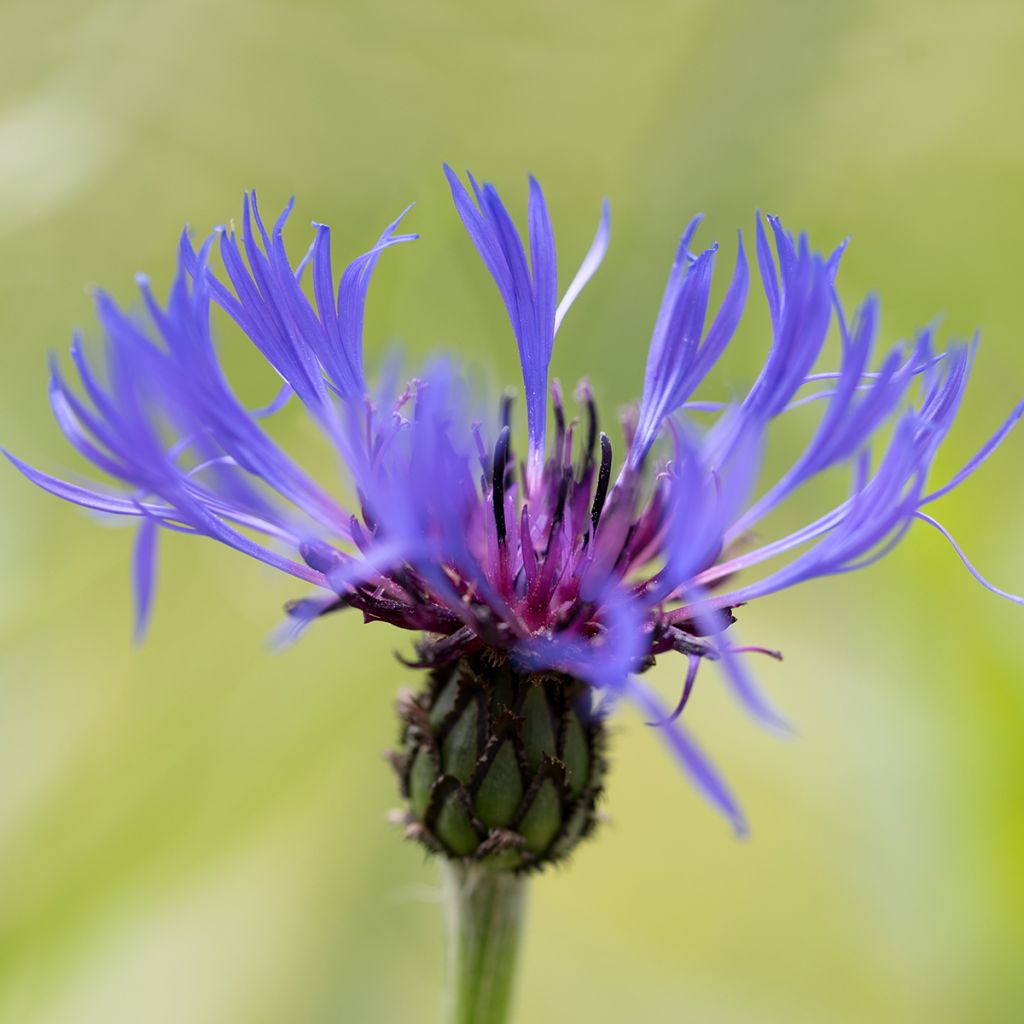 Centaurea triumfettii ssp. cana - Filzige Flockenblume