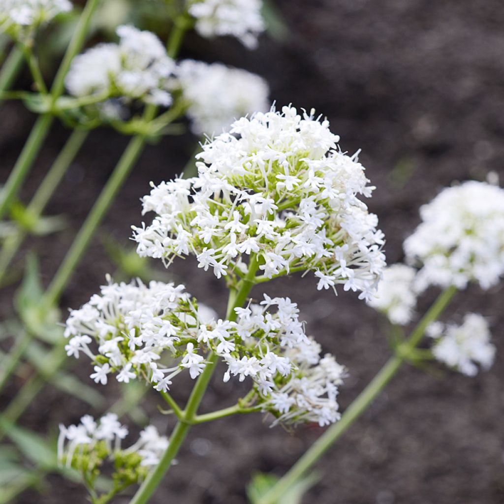Weißblühende Spornblume Albus - Centranthus ruber