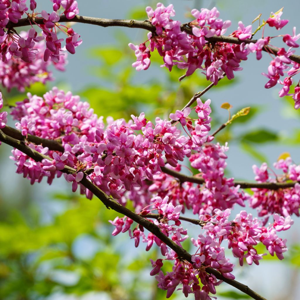 Kanadischer Judasbaum Tennessee Pink - Cercis canadensis