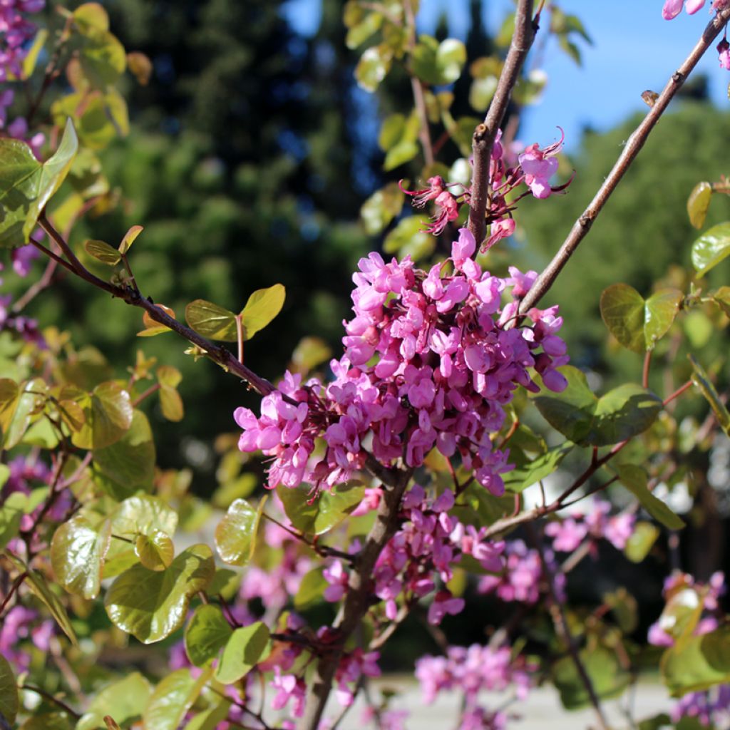 Judasbaum - Cercis siliquastrum