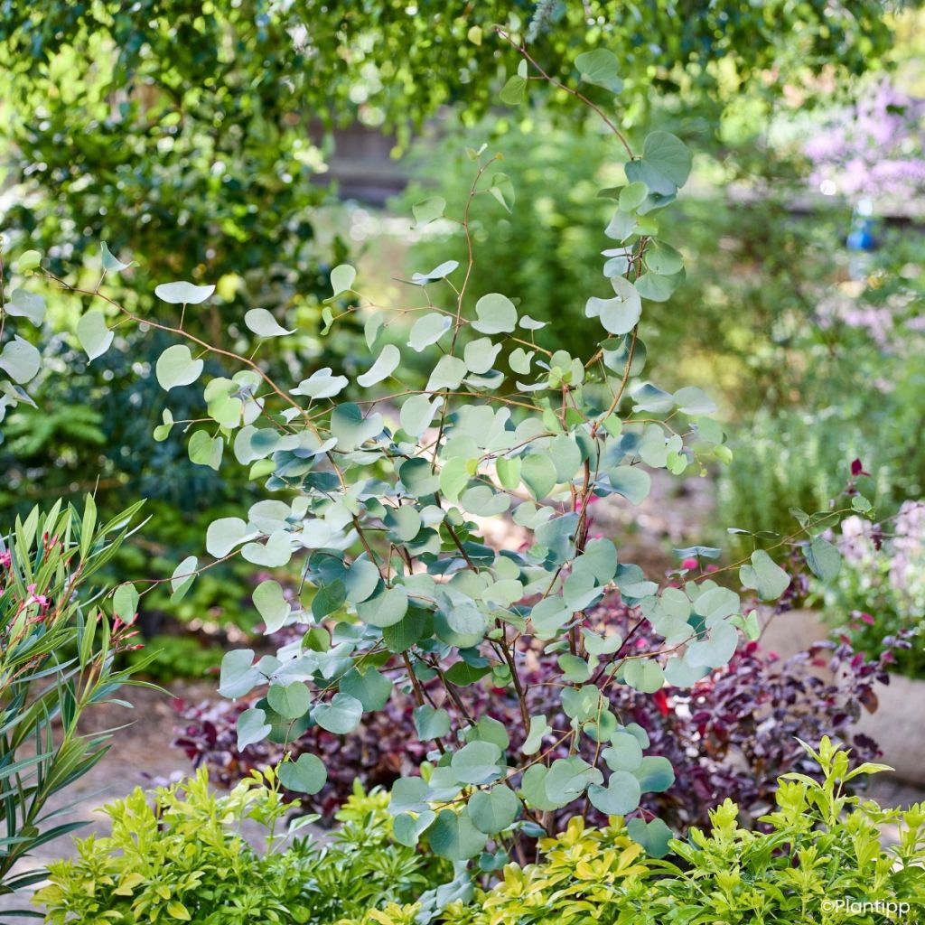 Cercis griffithii Blue Lagoon - Afghanischer Judasbaum