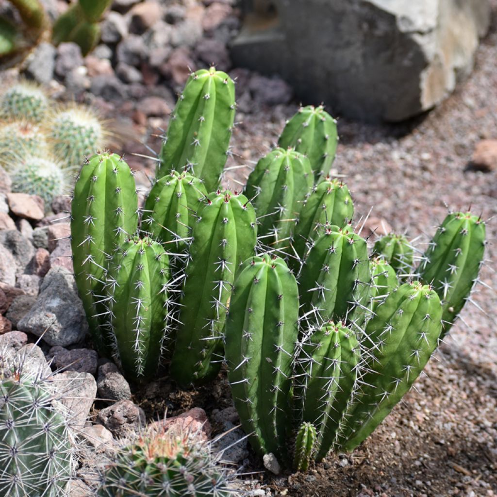 Säulenkaktus - Cereus peruvianus