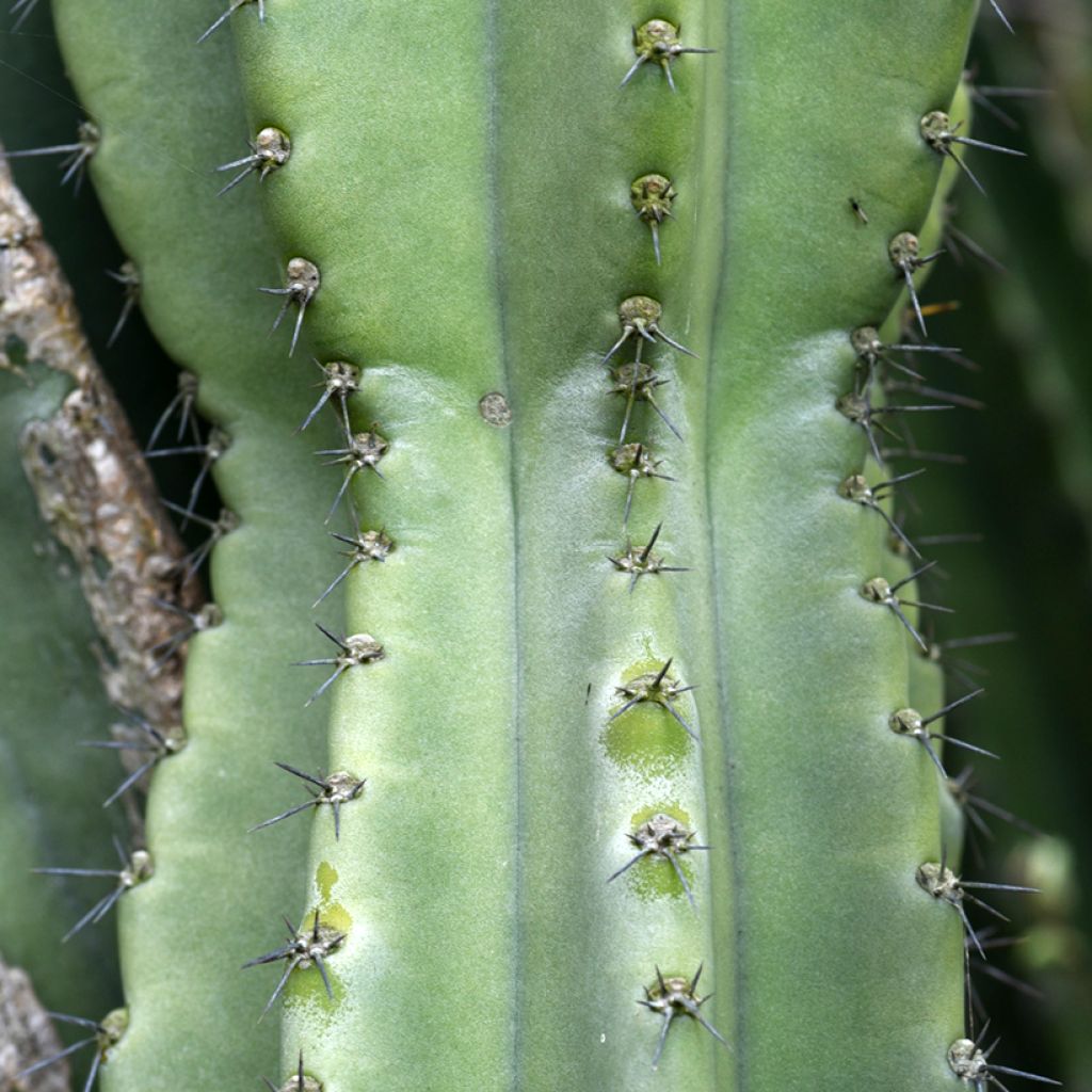 Säulenkaktus - Cereus peruvianus