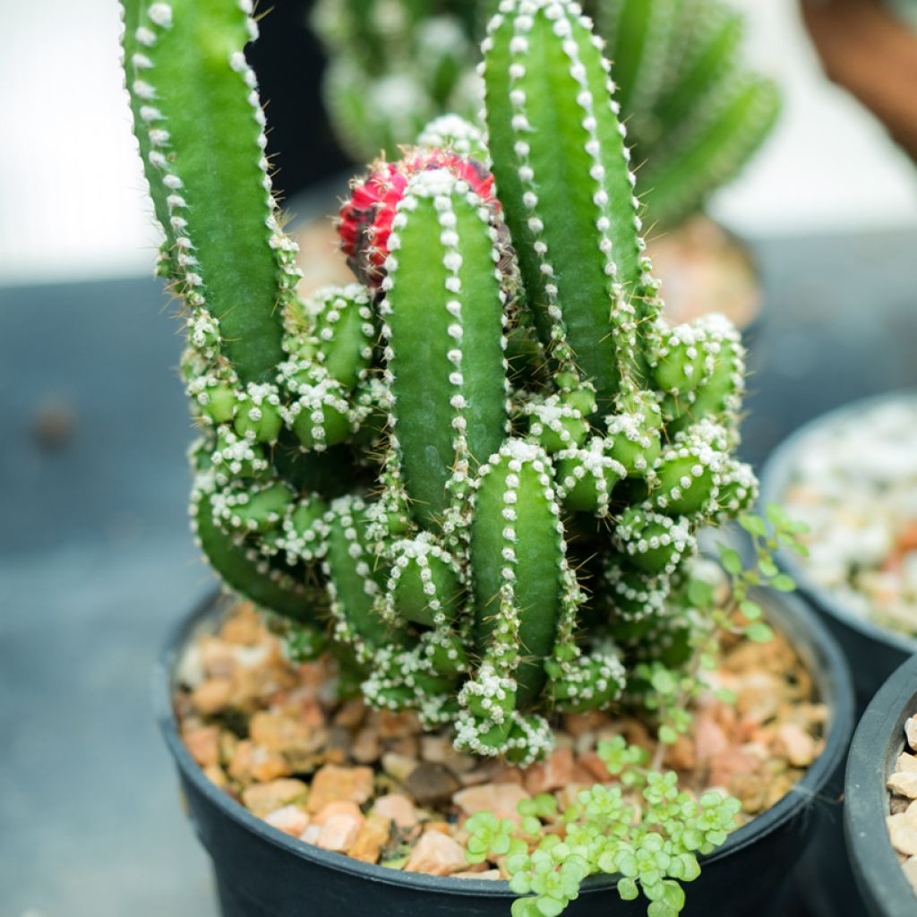 Säulenkaktus - Cereus peruvianus