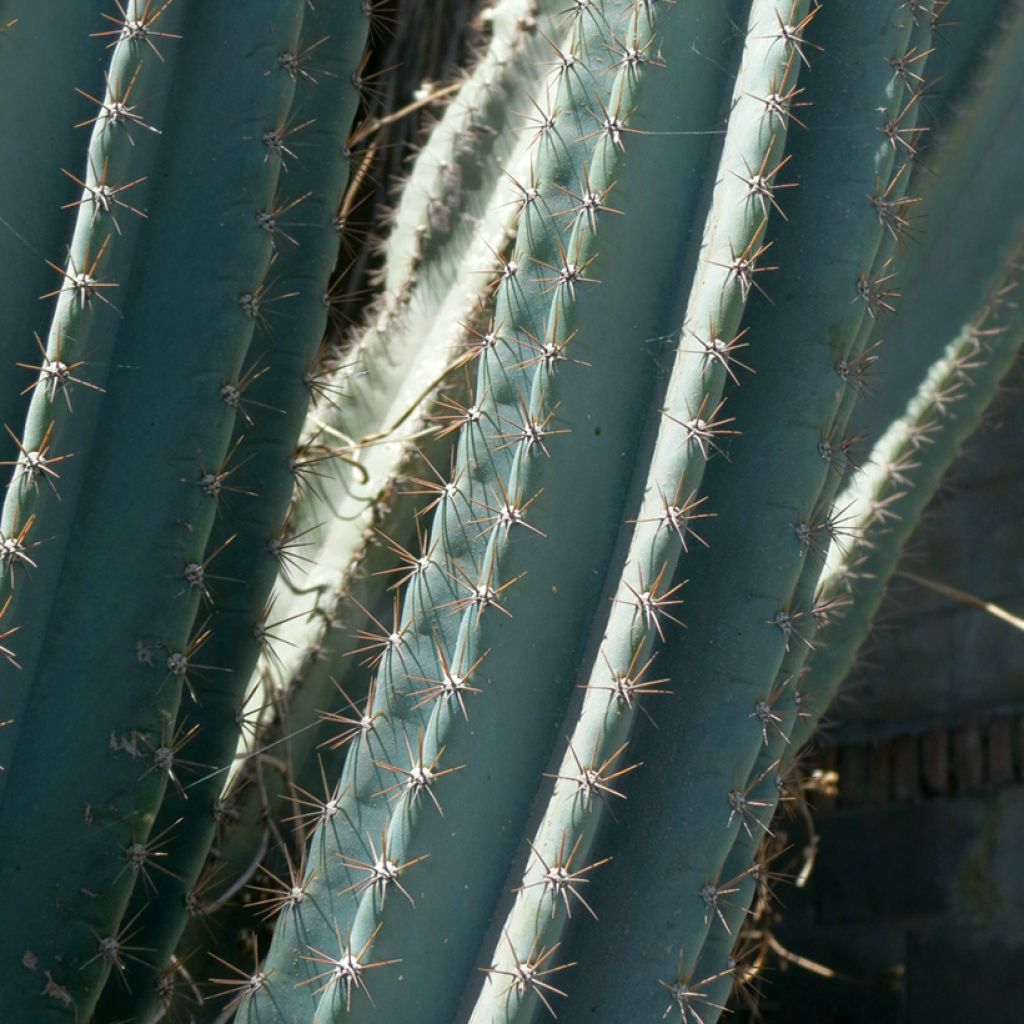 Säulenkaktus - Cereus peruvianus