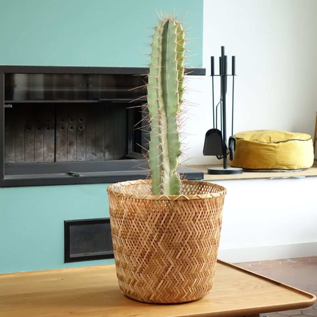 Säulenkaktus - Cereus peruvianus