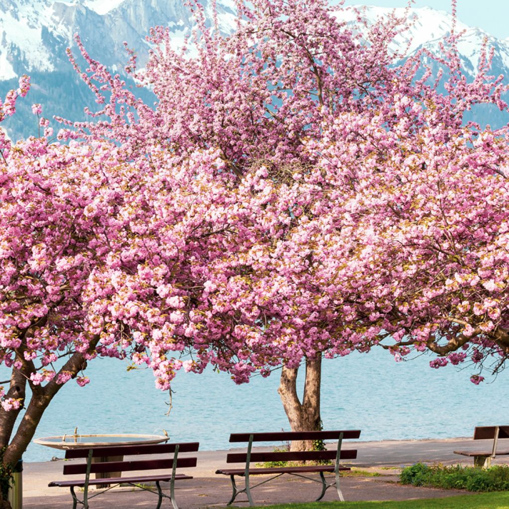 Zierkirsche Kanzan - Prunus serrulata