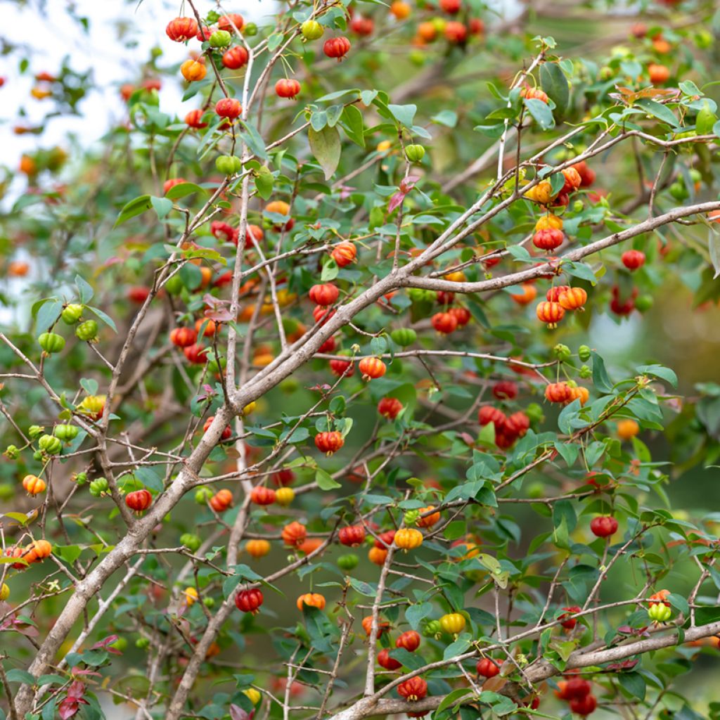 Eugenia uniflora - Eugenie