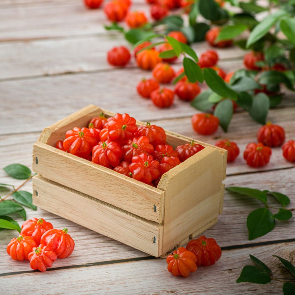 Eugenia uniflora - Eugenie