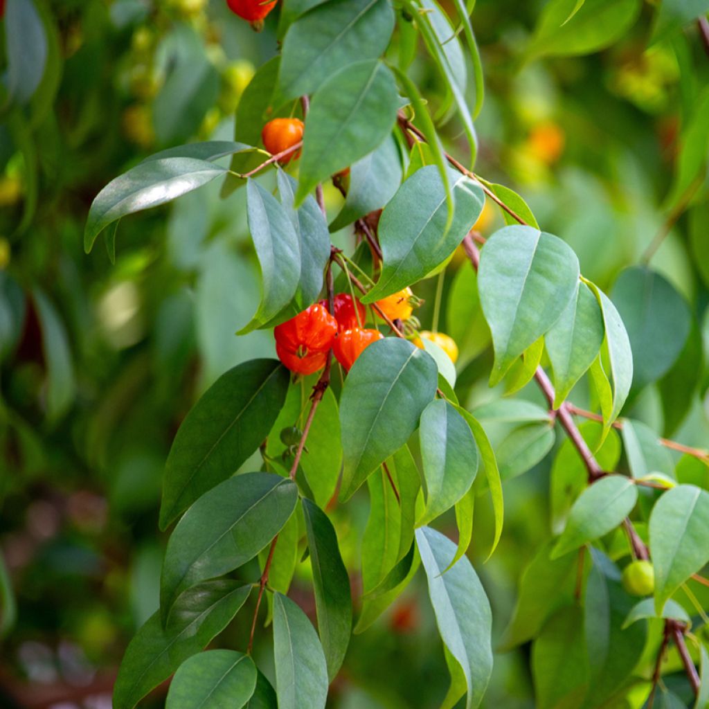 Eugenia uniflora - Eugenie