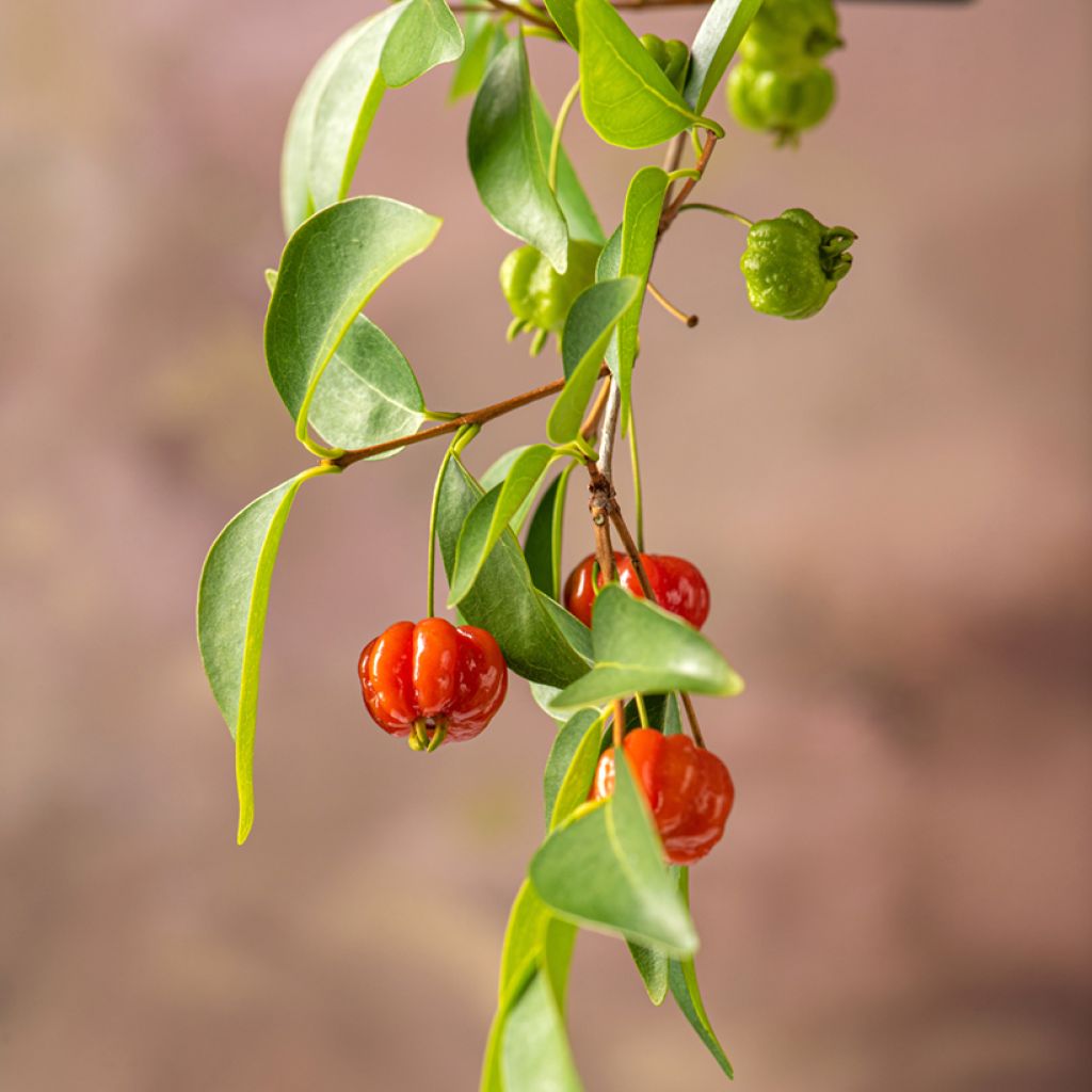 Eugenia uniflora - Eugenie