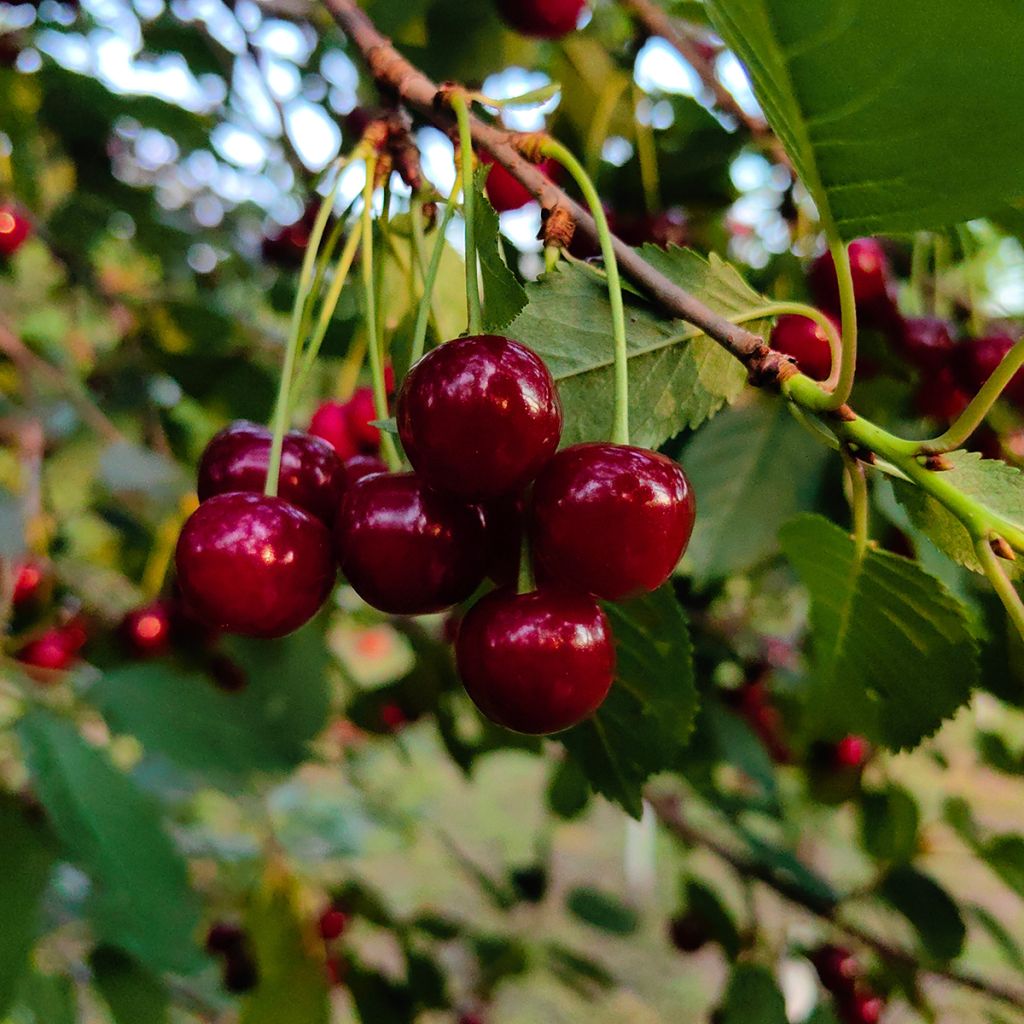 Zwerg Sauerkirsche Griottier Romeo - Prunus cerasus