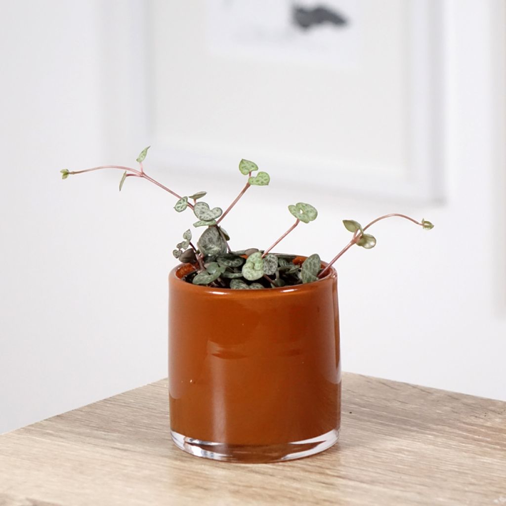 Leuchterblume - Ceropegia woodii