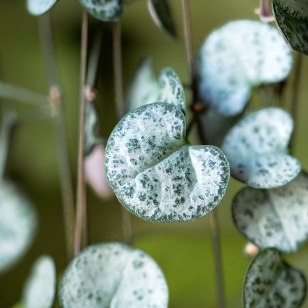 Leuchterblume - Ceropegia woodii