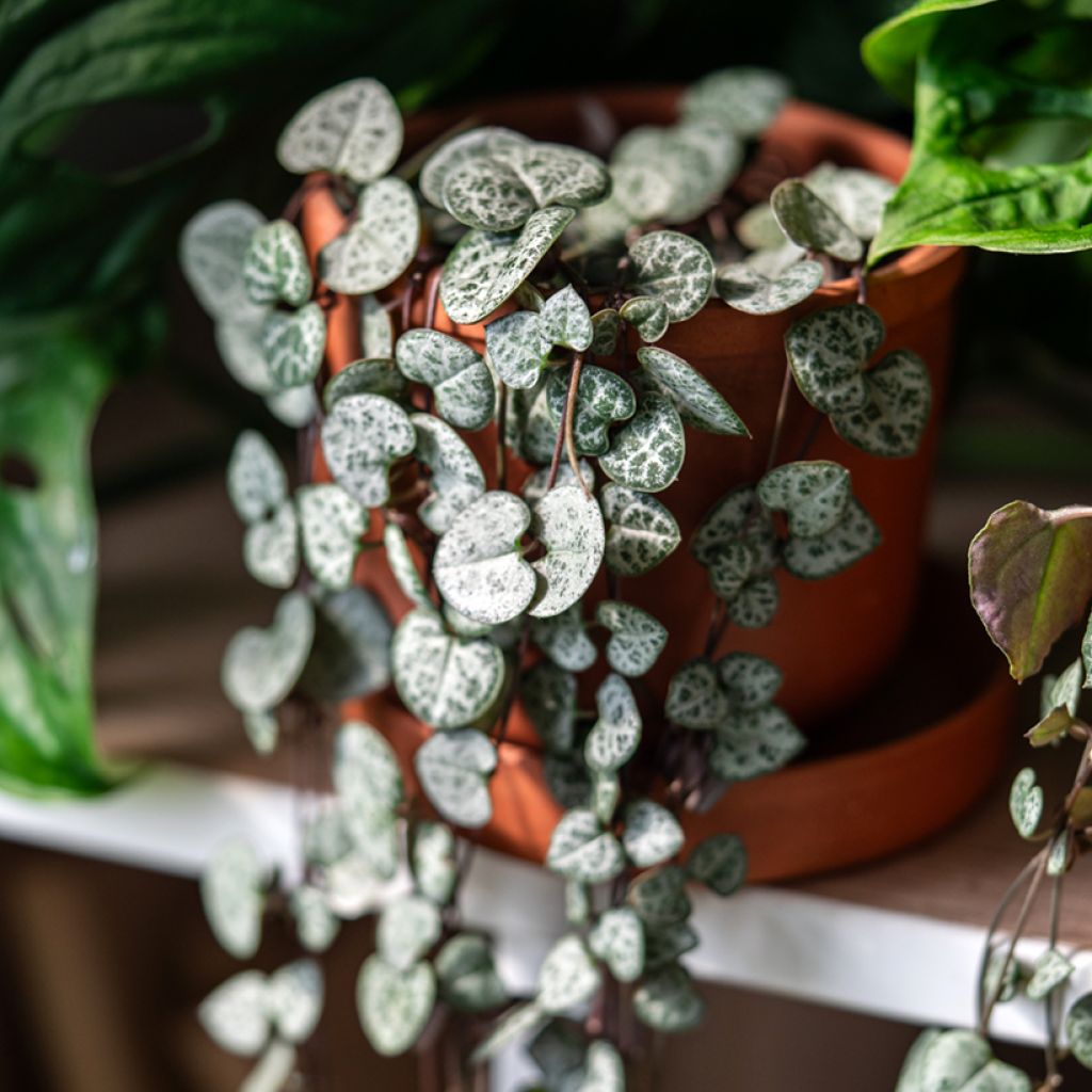 Leuchterblume - Ceropegia woodii