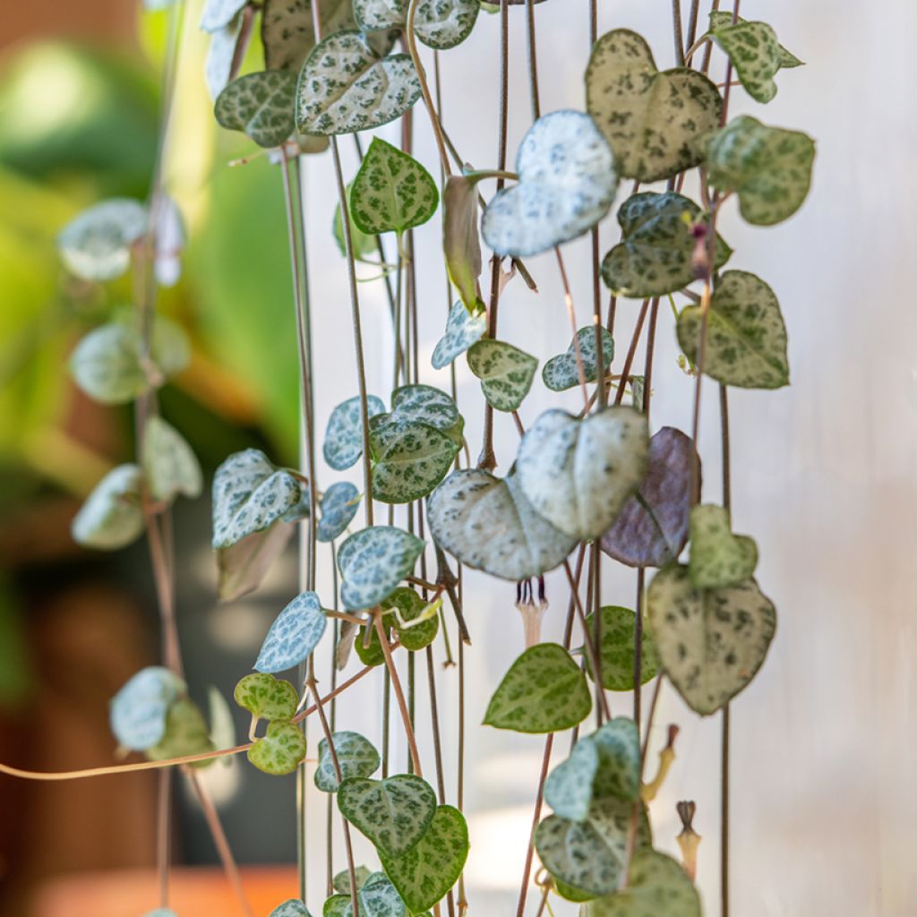 Leuchterblume - Ceropegia woodii