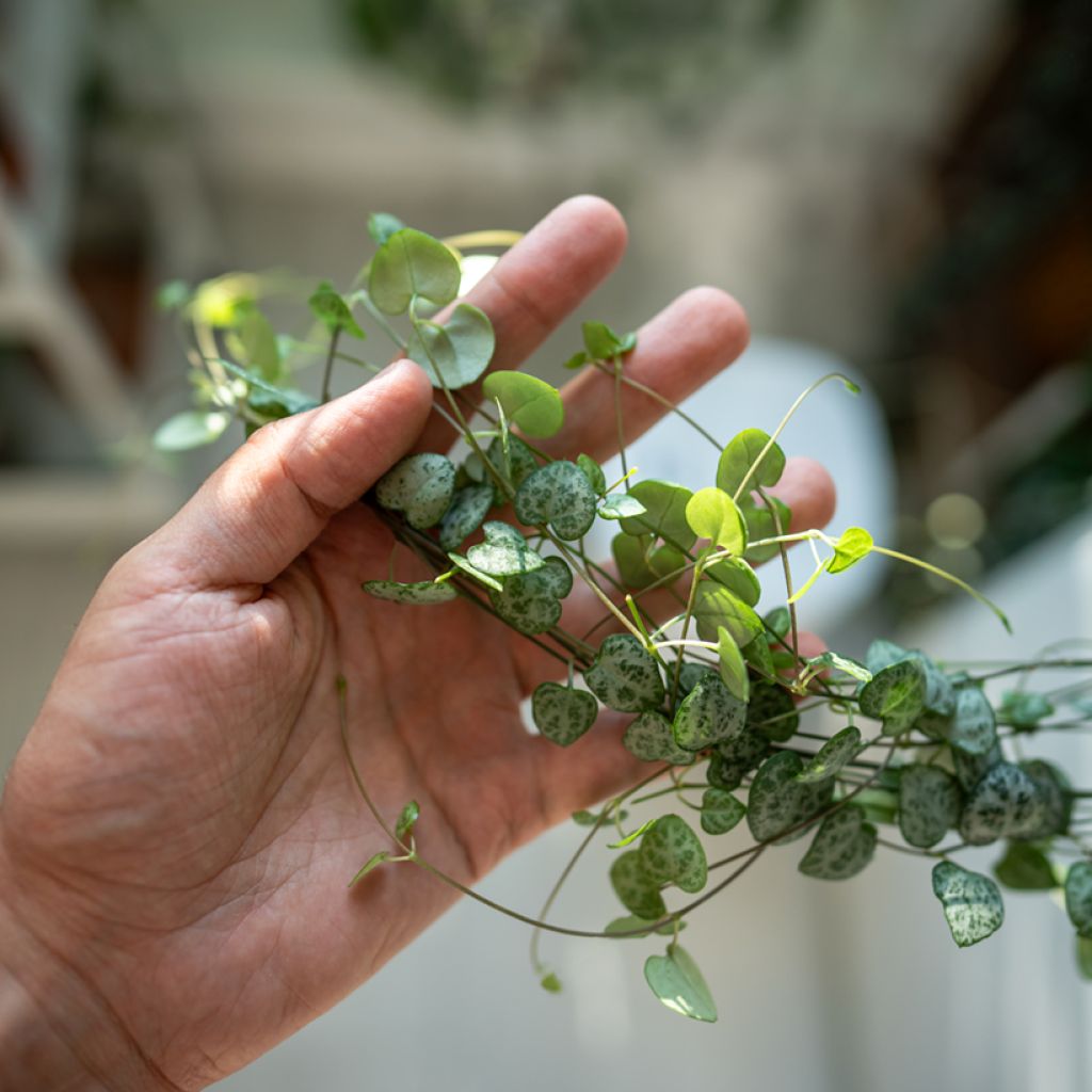 Leuchterblume - Ceropegia woodii