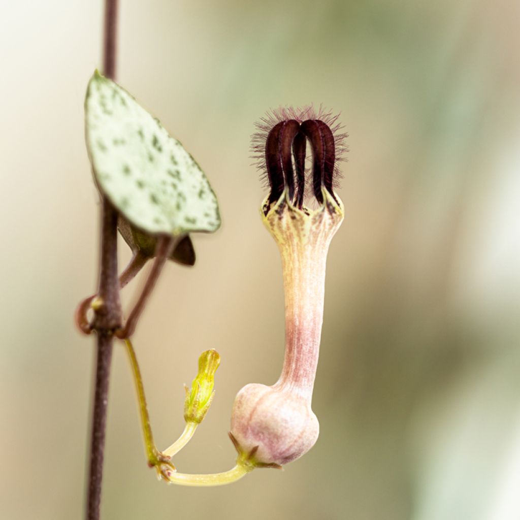 Leuchterblume - Ceropegia woodii