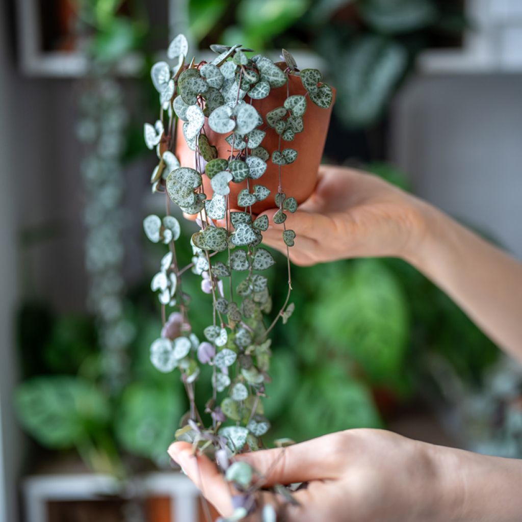 Leuchterblume - Ceropegia woodii