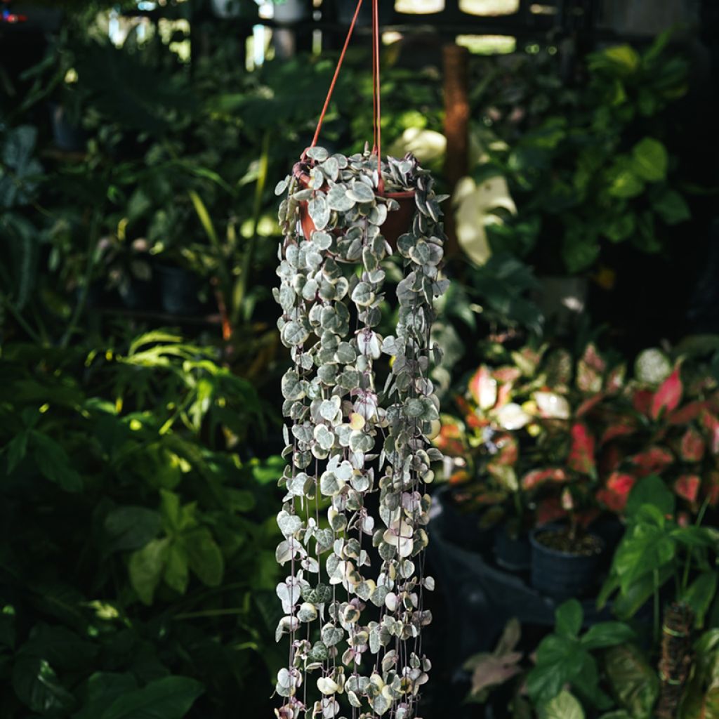 Ceropegia woodii Variegata - Leuchterblume