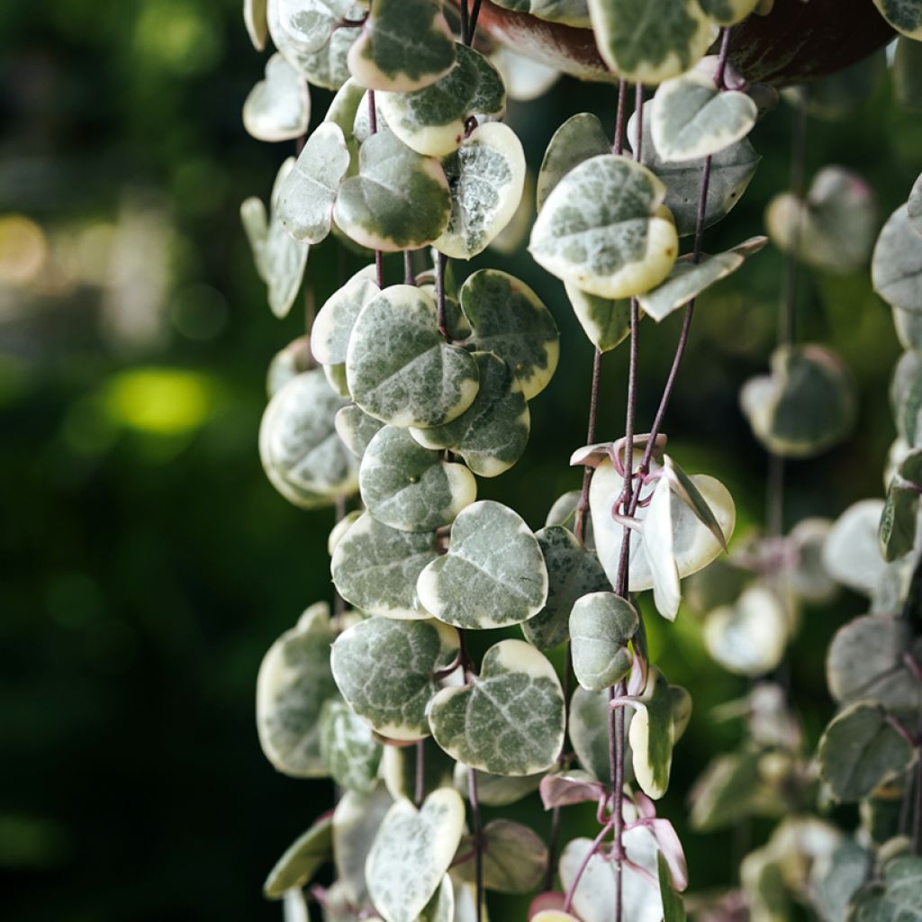 Ceropegia woodii Variegata - Leuchterblume