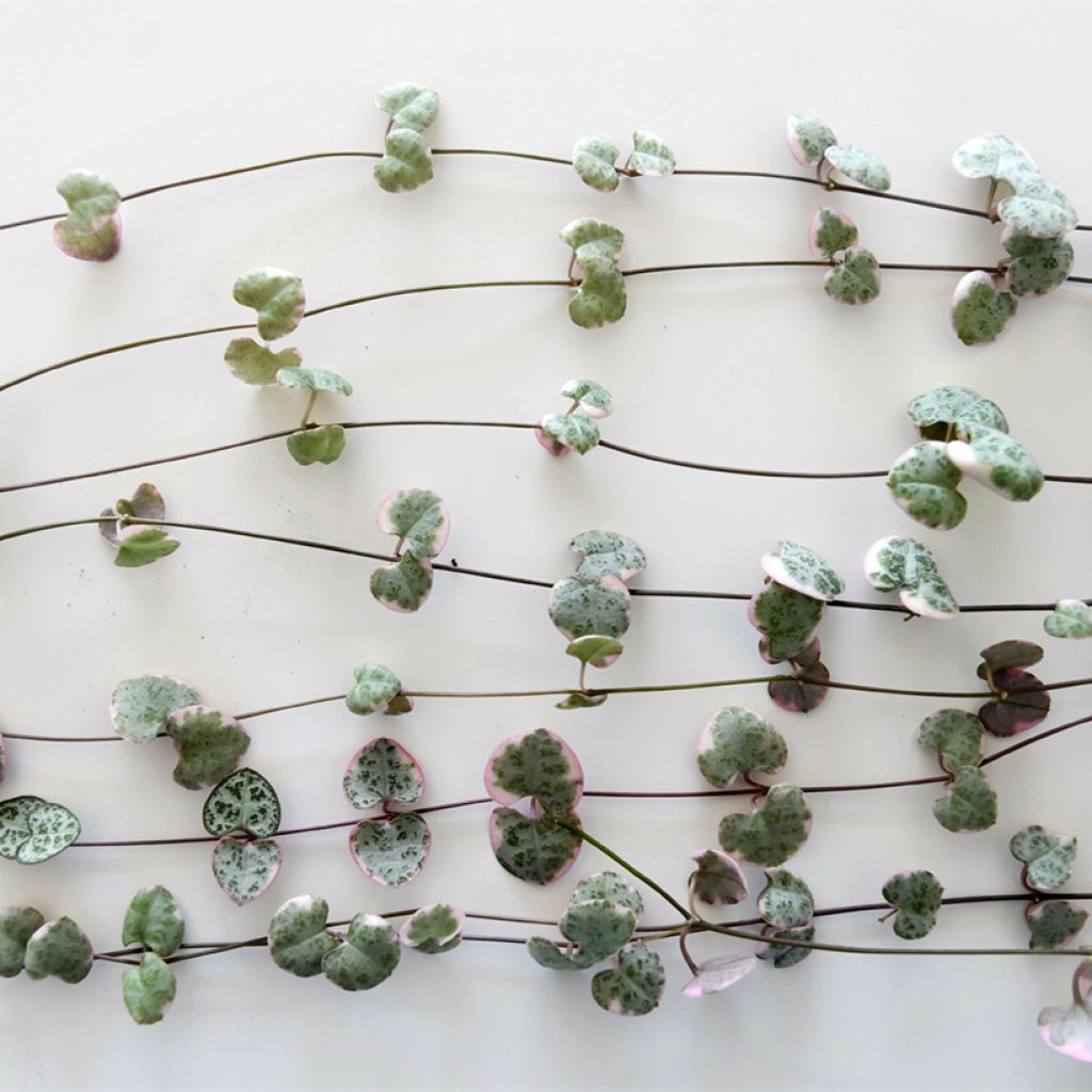 Ceropegia woodii Variegata - Leuchterblume