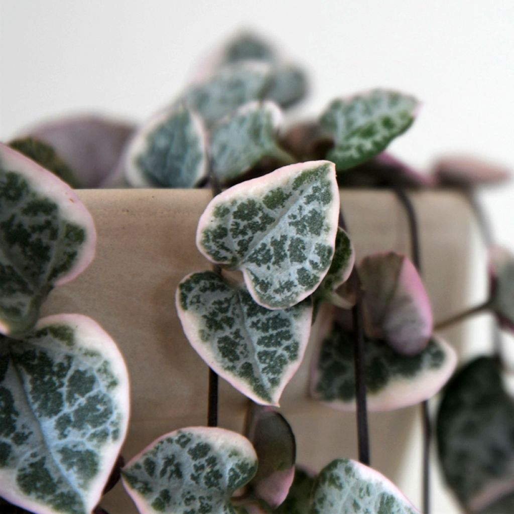 Ceropegia woodii Variegata - Leuchterblume