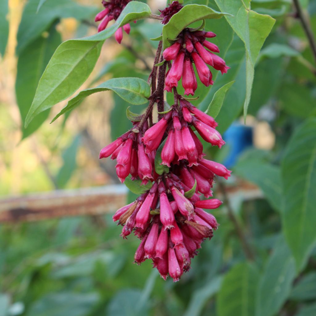 Cestrum fasciculatum Newellii - Roter Hammerstrauch