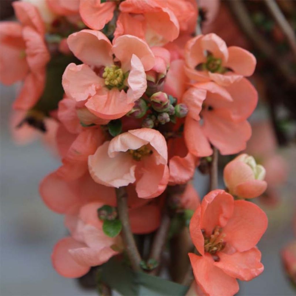Zierquitte Salmon Horizon - Chaenomeles superba